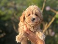 maltipoo-vrhunske-genetike-small-1