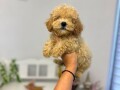 maltipoo-vrhunske-genetike-small-0