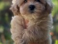 maltipoo-vrhunske-genetike-small-2