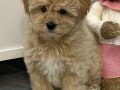 maltipoo-vrhunske-genetike-small-3