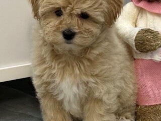 Maltipoo vrhunske genetike