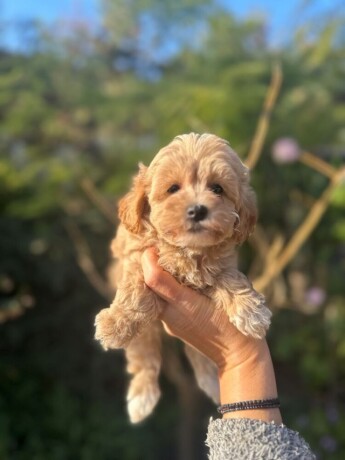 maltipoo-vrhunske-genetike-big-1