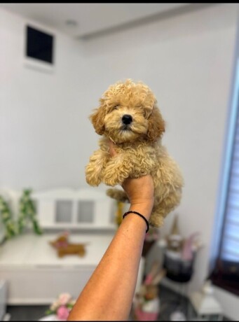 maltipoo-vrhunske-genetike-big-0