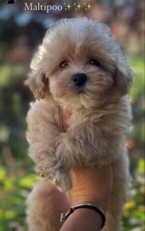 maltipoo-vrhunske-genetike-big-2