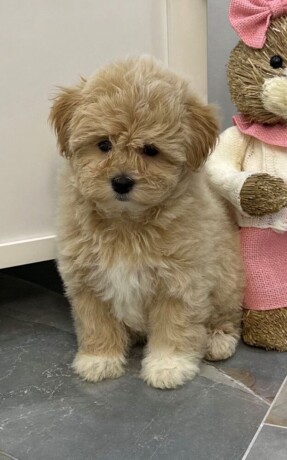 maltipoo-vrhunske-genetike-big-3