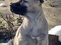 turski-kangal-stenci-small-2