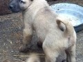 turski-kangal-stenci-small-3