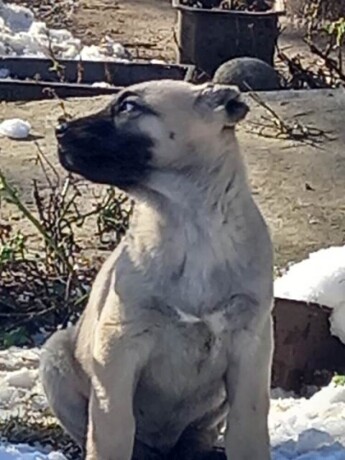 turski-kangal-stenci-big-2