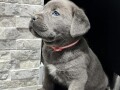 cane-corso-small-0