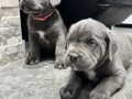 cane-corso-small-2