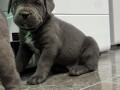 cane-corso-small-4