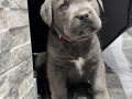 cane-corso-small-1