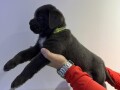 cane-corso-small-3