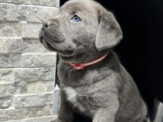 Cane Corso