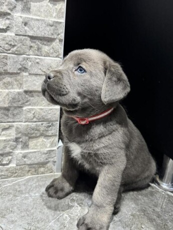 cane-corso-big-0