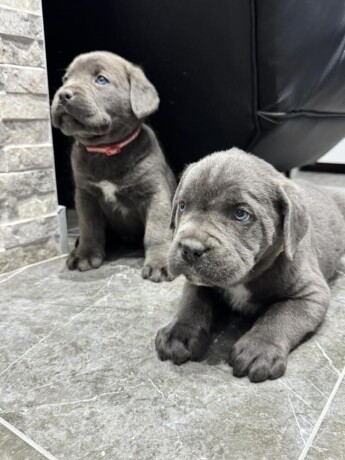 cane-corso-big-2