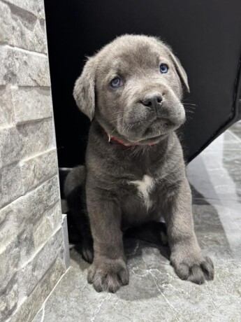 cane-corso-big-1