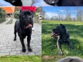 cane-corso-stenci-small-1