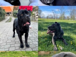 Cane Corso stenci