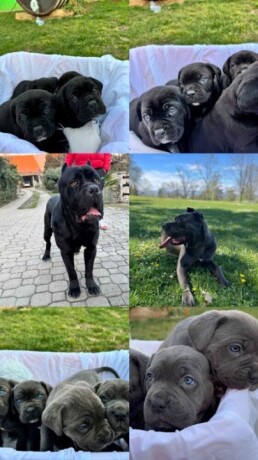 cane-corso-stenci-big-1