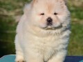 chow-chow-cau-cau-cau-cau-small-0