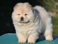 chow-chow-cau-cau-cau-cau-small-1