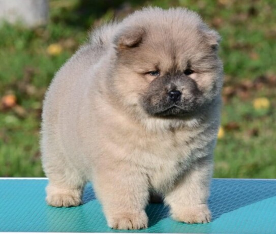 chow-chow-cau-cau-cau-cau-big-2