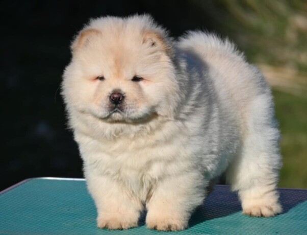 chow-chow-cau-cau-cau-cau-big-1