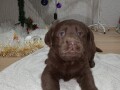 cokoladni-stenci-labrador-retriver-small-2