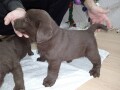 cokoladni-stenci-labrador-retriver-small-3