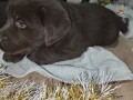 cokoladni-stenci-labrador-retriver-small-1