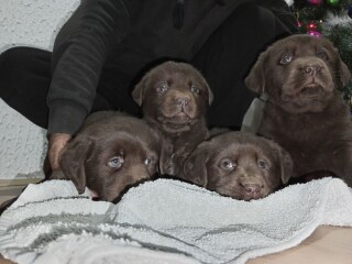 Cokoladni stenci Labrador retriver