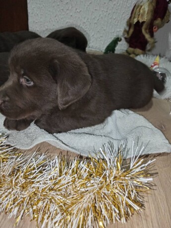 cokoladni-stenci-labrador-retriver-big-1