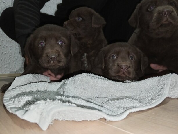 cokoladni-stenci-labrador-retriver-big-0