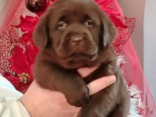 Štenci labrador retrivera