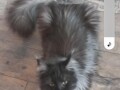 maine-coon-macici-small-2