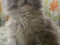 maine-coon-macici-small-3