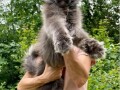 maine-coon-macici-small-1