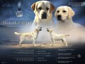 labrador-retriver-small-4