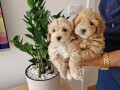 preslatke-bebice-maltipoo-small-1