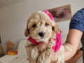 preslatke-bebice-maltipoo-small-0