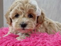 preslatke-bebice-maltipoo-small-2