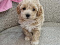 preslatke-bebice-maltipoo-small-3