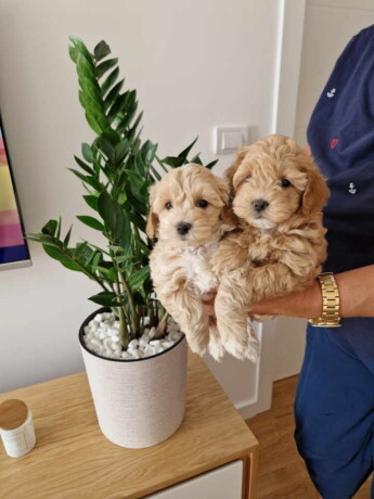 preslatke-bebice-maltipoo-big-1