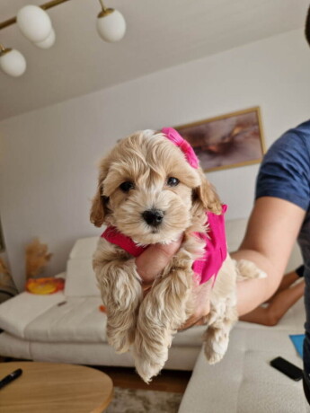 preslatke-bebice-maltipoo-big-0