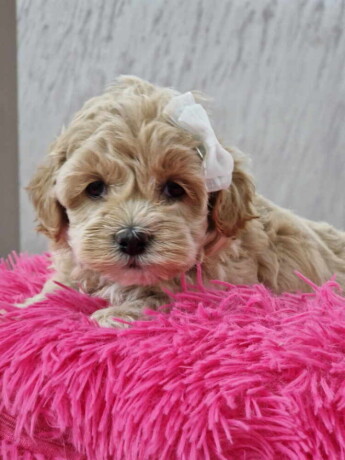 preslatke-bebice-maltipoo-big-2