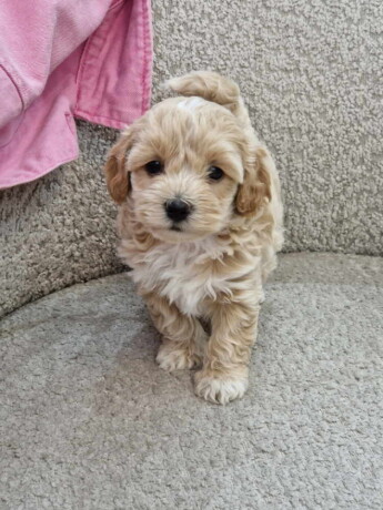 preslatke-bebice-maltipoo-big-3