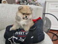 boo-teddy-bear-pomeranci-small-1