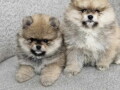 boo-teddy-bear-pomeranci-small-0