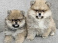 boo-teddy-bear-pomeranci-small-4